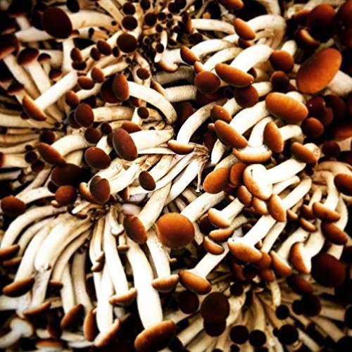 100 Piopinni Mushroom Spawn Plugs to Grow Gourmet and Medicinal Mu...