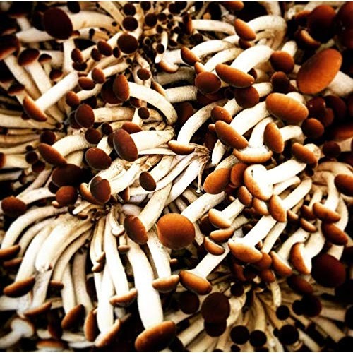 100 Piopinni Mushroom Spawn Plugs to Grow Gourmet and Medicinal Mu...