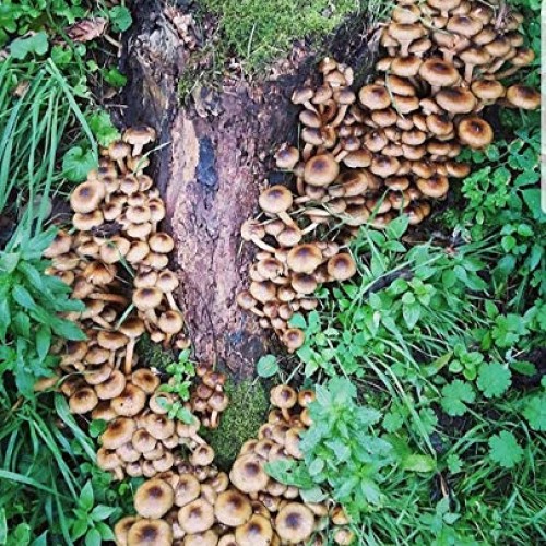 100 Piopinni Mushroom Spawn Plugs to Grow Gourmet and Medicinal Mu...