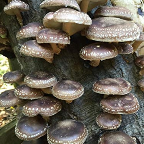 100 Shiitake Mushroom Spawn Plugs/Dowels to Inoculate Logs or Stum...