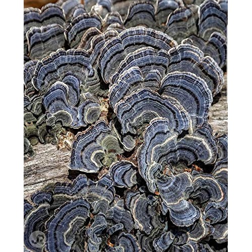 100 Turkey Tail Mushroom Spawn Plugs to Grow Gourmet and Medicinal...