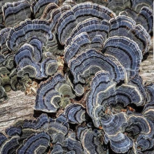 100 Turkey Tail Mushroom Spawn Plugs to Grow Gourmet and Medicinal...