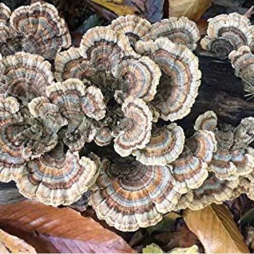 100 Turkey Tail Mushroom Spawn Plugs to Grow Gourmet and Medicinal...