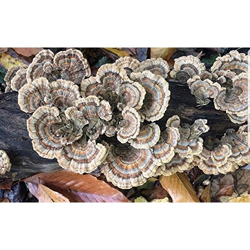 100 Turkey Tail Mushroom Spawn Plugs to Grow Gourmet and Medicinal...