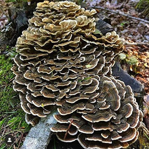 100 Turkey Tail Mushroom Spawn Plugs to Grow Gourmet and Medicinal...