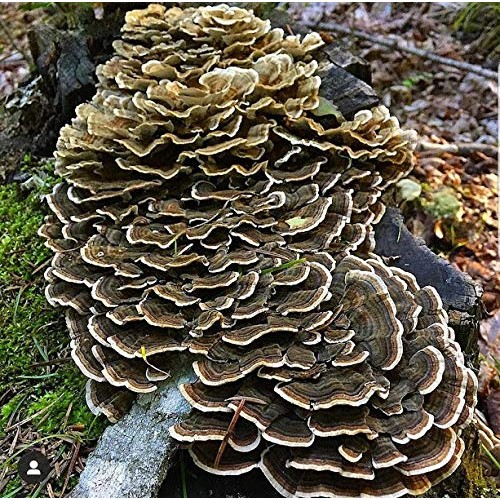 100 Turkey Tail Mushroom Spawn Plugs to Grow Gourmet and Medicinal...