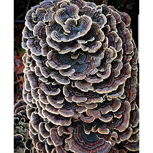 100 Turkey Tail Mushroom Spawn Plugs to Grow Gourmet and Medicinal...