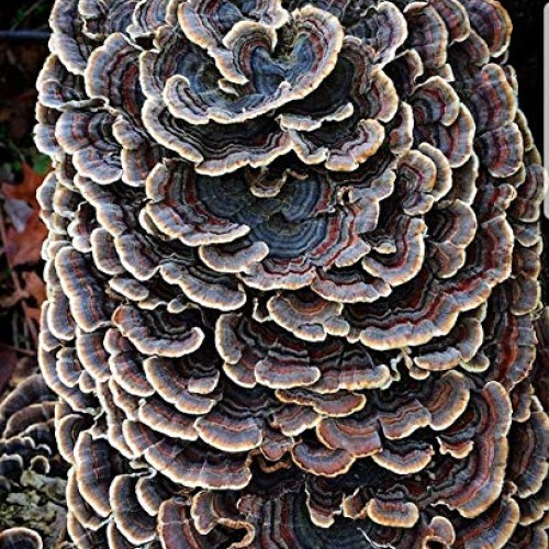 100 Turkey Tail Mushroom Spawn Plugs to Grow Gourmet and Medicinal...