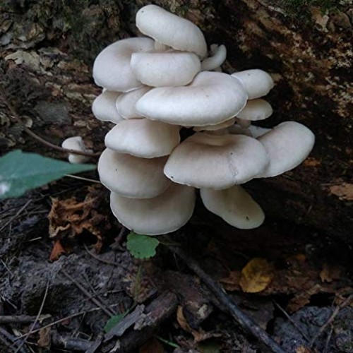 100 White Elm Oyster Mushroom Spawn Plugs to Grow Gourmet and Medi...