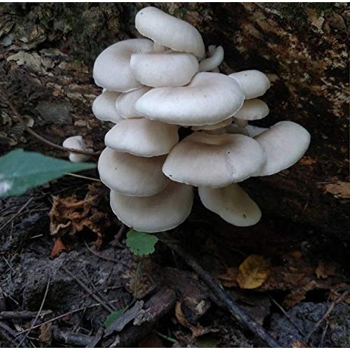 100 White Elm Oyster Mushroom Spawn Plugs to Grow Gourmet and Medi...