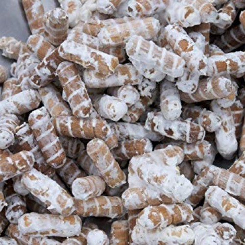 100 White Elm Oyster Mushroom Spawn Plugs to Grow Gourmet and Medi...