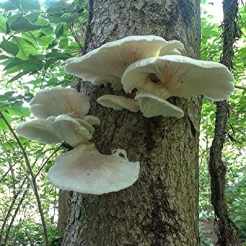 100 White Elm Oyster Mushroom Spawn Plugs to Grow Gourmet and Medi...