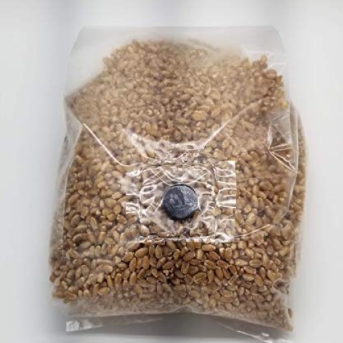 BetterFungi 3 Lb Sterilized Grain Bag with Injection Port Wheat ...