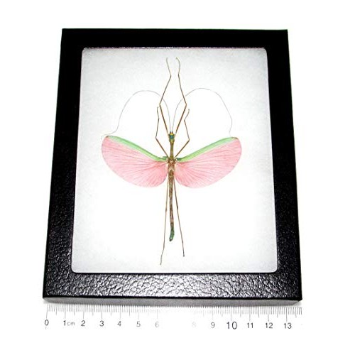 BicBugs Real Framed Stick Bug Pink Walking Stick Insect Specimen