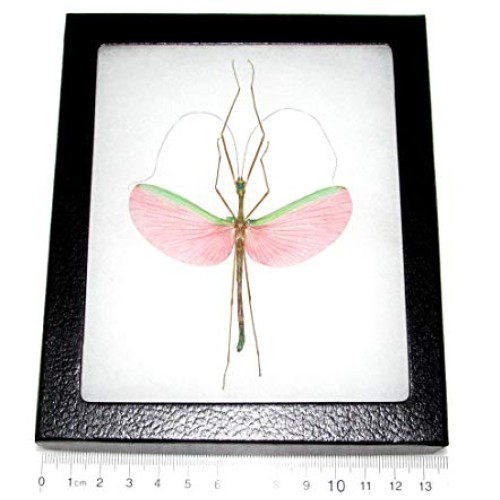 BicBugs Real Framed Stick Bug Pink Walking Stick Insect Specimen