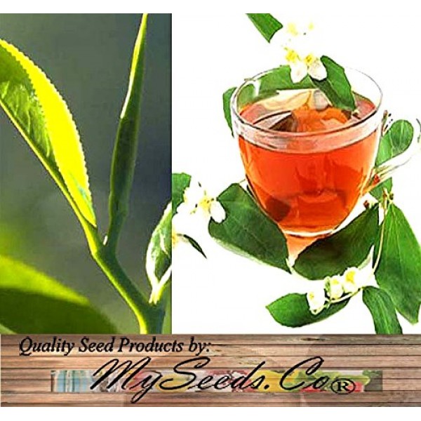 Big Pack - 25 Tea Plant Seed - Camellia sinensis - Edible Flower...