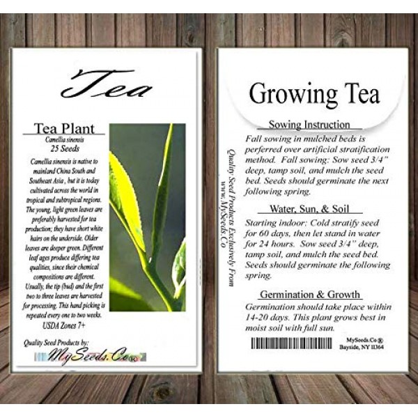 Big Pack - 25 Tea Plant Seed - Camellia sinensis - Edible Flower...