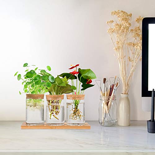Desktop Plant Terrarium Propagation Station- 3Pcs Tabletop Glass P...