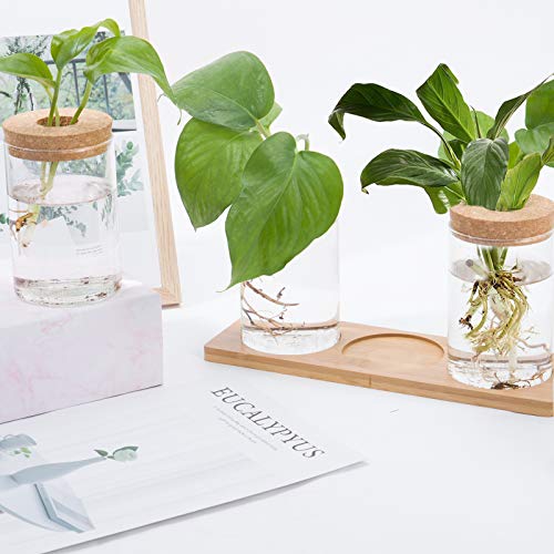Desktop Plant Terrarium Propagation Station- 3Pcs Tabletop Glass P...