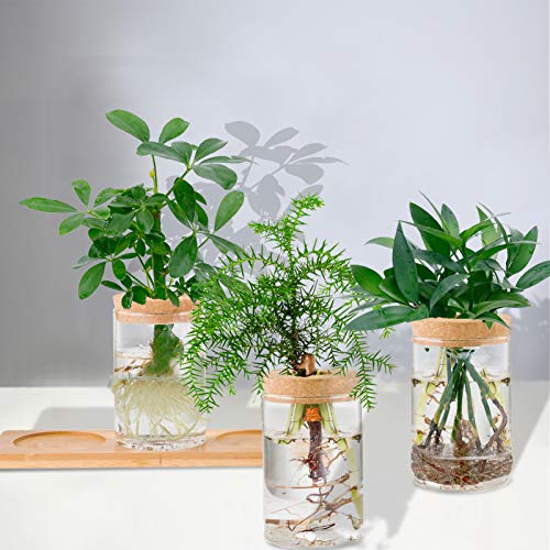 Desktop Plant Terrarium Propagation Station- 3Pcs Tabletop Glass P...
