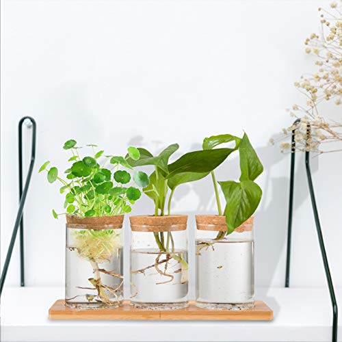 Desktop Plant Terrarium Propagation Station- 3Pcs Tabletop Glass P...