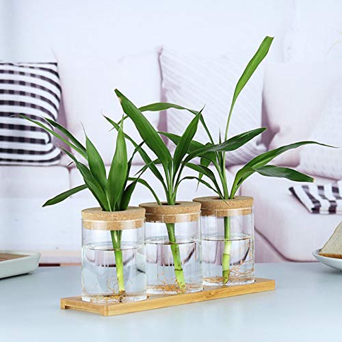 Desktop Plant Terrarium Propagation Station- 3Pcs Tabletop Glass P...
