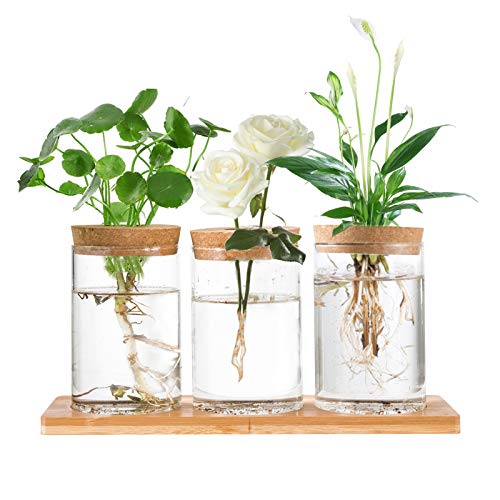 Desktop Plant Terrarium Propagation Station- 3Pcs Tabletop Glass P...