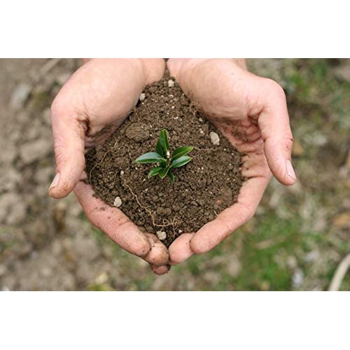 Biofeed Soil-Plus 7-0-0 | Liquid Aerating Soil Loosener, Condition...