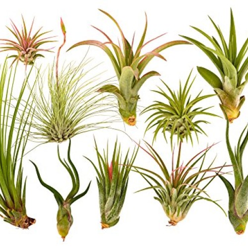 10 Air Plants Assorted Variety Pack by Bliss Gardens - 2 to 6 inch...
