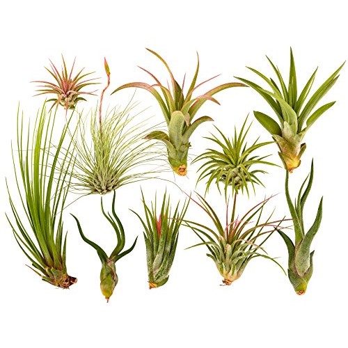 10 Air Plants Assorted Variety Pack by Bliss Gardens - 2 to 6 inch...