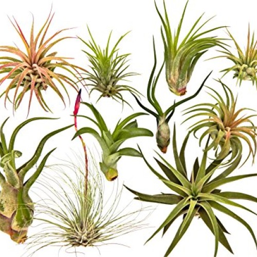 10 Air Plants Assorted Variety Pack by Bliss Gardens - 2 to 6 inch...