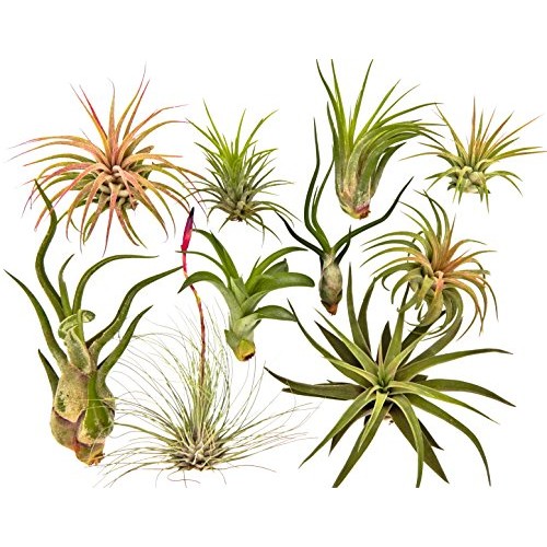 10 Air Plants Assorted Variety Pack by Bliss Gardens - 2 to 6 inch...