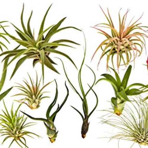 12 pc Air Plant Tillandsia Starter Set by Bliss Gardens - 12 Live ...