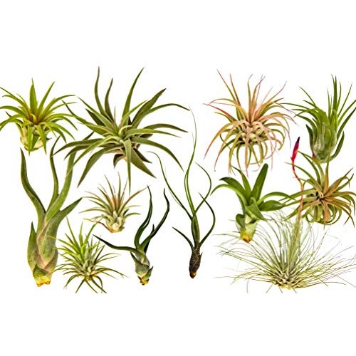12 pc Air Plant Tillandsia Starter Set by Bliss Gardens - 12 Live ...