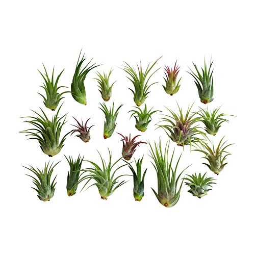 20 pc Air Plant Ionantha Tillandsia Lot - Wholesale Tillandsias - ...