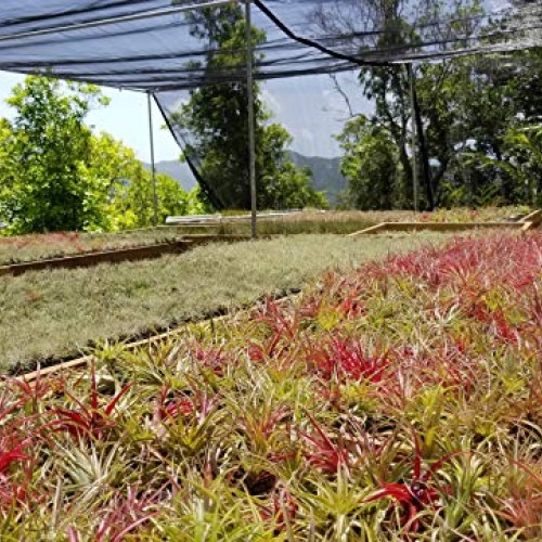 8 pc Air Plants Assorted Variety by Bliss Gardens - Great Air Clea...
