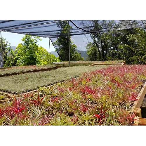 8 pc Air Plants Assorted Variety by Bliss Gardens - Great Air Clea...
