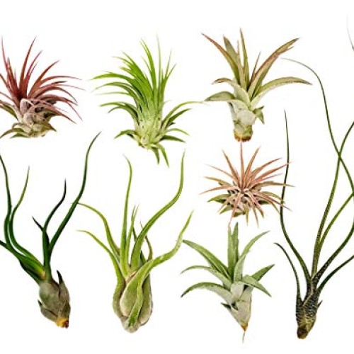 8 pc Air Plants Assorted Variety by Bliss Gardens - Great Air Clea...