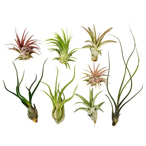 8 pc Air Plants Assorted Variety by Bliss Gardens - Great Air Clea...