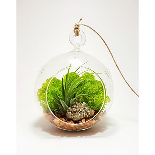 Air Plant Terrarium Kit with 4 Round Glass/Rocks, Moss and Pyrite...