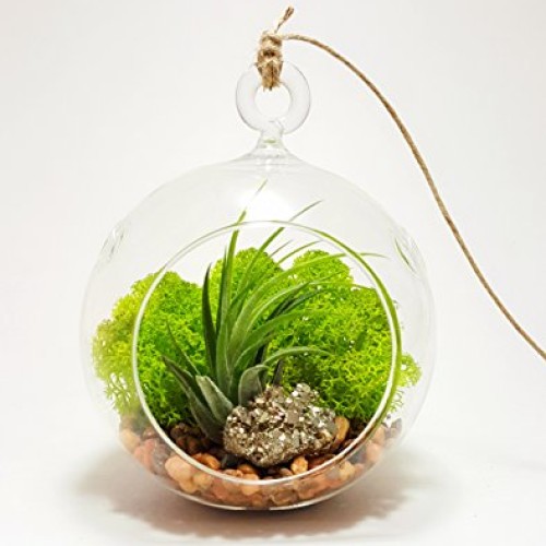 Air Plant Terrarium Kit with 4 Round Glass/Rocks, Moss and Pyrite...