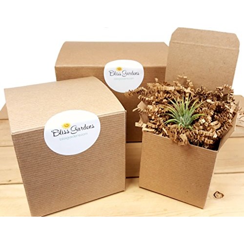 Air Plant Terrarium Kit with 4 Round Glass/Rocks, Moss and Pyrite...