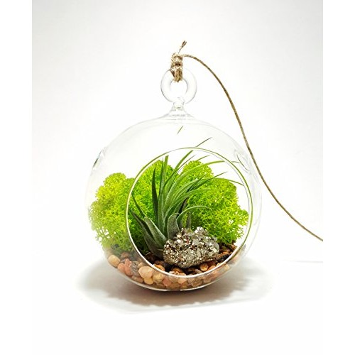 Air Plant Terrarium Kit with 4 Round Glass/Rocks, Moss and Pyrite...