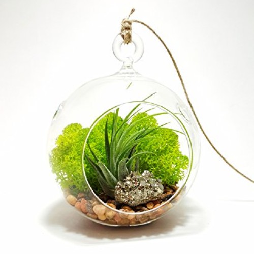 Air Plant Terrarium Kit with 4 Round Glass/Rocks, Moss and Pyrite...