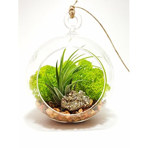 Air Plant Terrarium Kit with 4 Round Glass/Rocks, Moss and Pyrite...