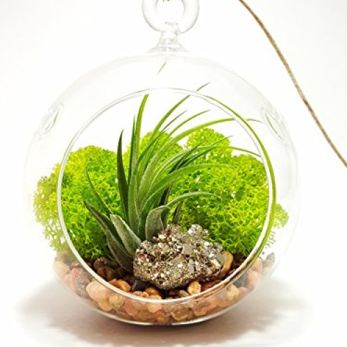 Air Plant Terrarium Kit with 4 Round Glass/Rocks, Moss and Pyrite...