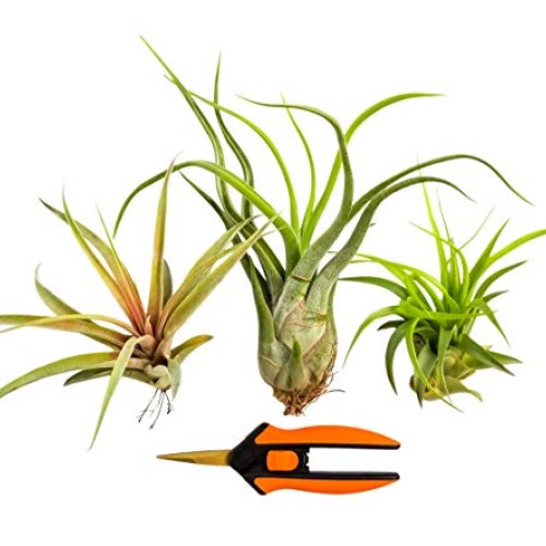 Bliss Gardens 3 Extra Large Air Plants Tillandsia Assorted Variety...