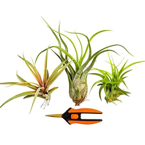 Bliss Gardens 3 Extra Large Air Plants Tillandsia Assorted Variety...