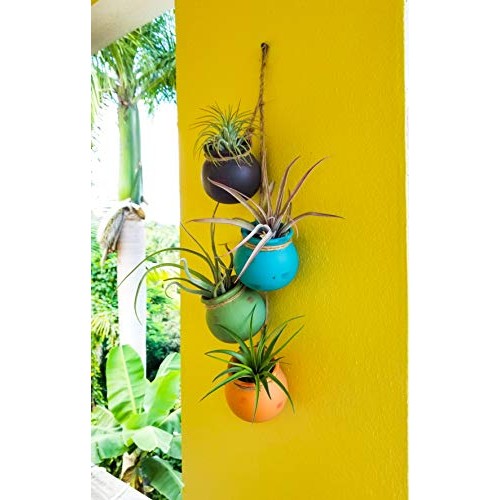 Bliss Gardens 3 Extra Large Air Plants Tillandsia Assorted Variety...