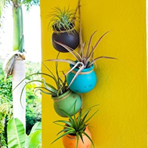 Bliss Gardens 3 Extra Large Air Plants Tillandsia Assorted Variety...